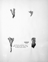 Clavulina coralloides image